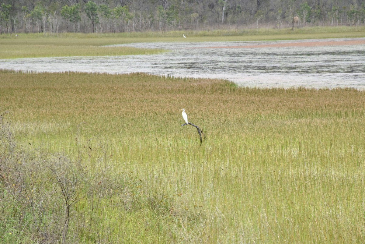 Great Egret - ML615016506