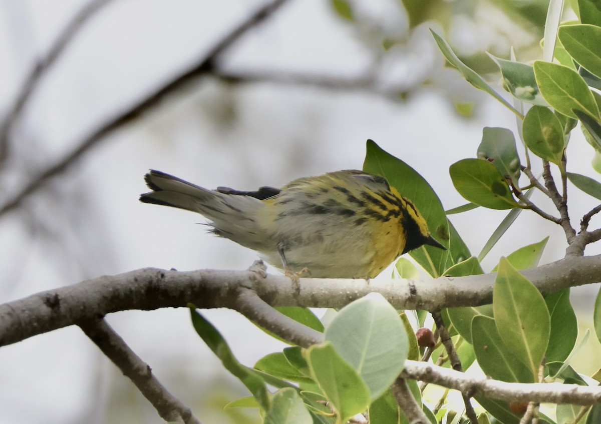 Townsend's Warbler - ML615016533