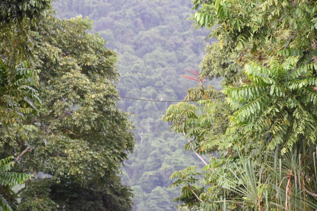 Sacred Kingfisher - ML615016537