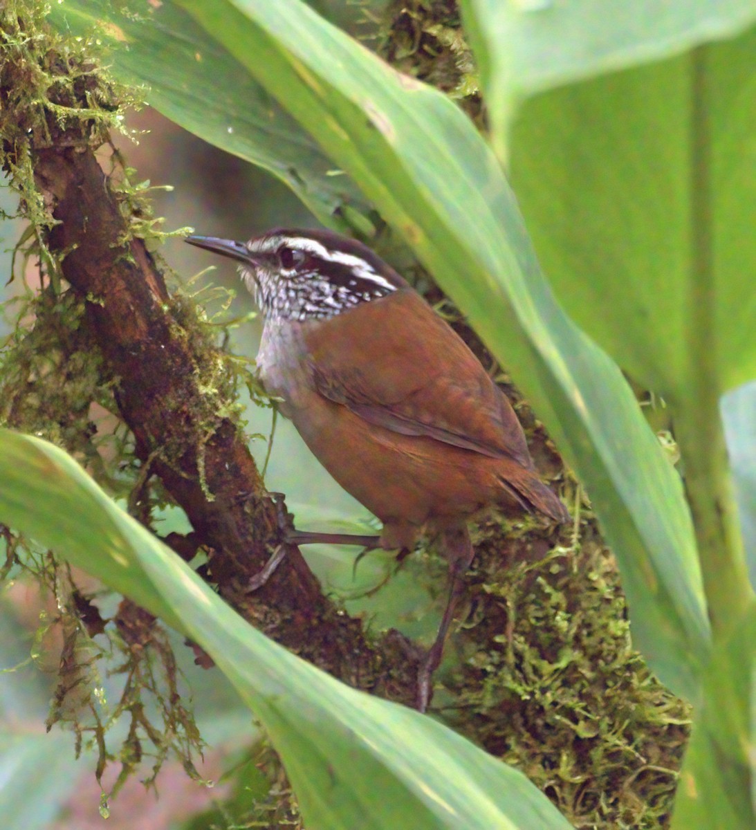 Gray-breasted Wood-Wren - ML615016544