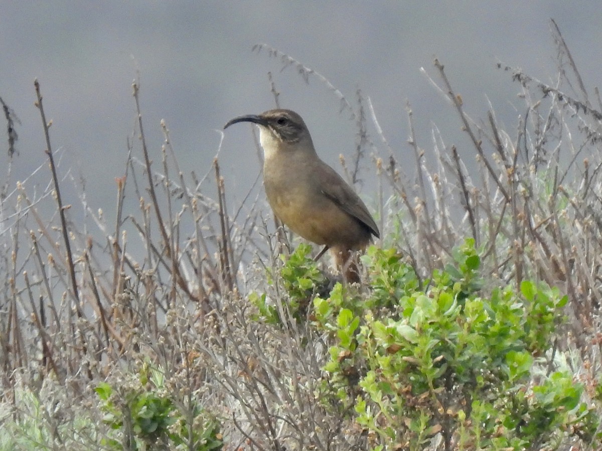 California Thrasher - Dana Cox