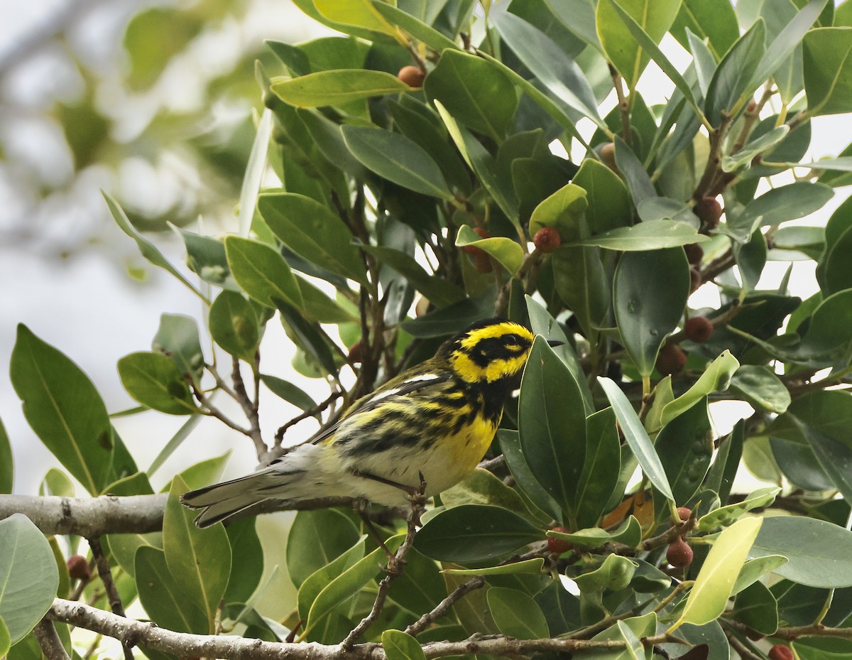 Townsend's Warbler - ML615016548