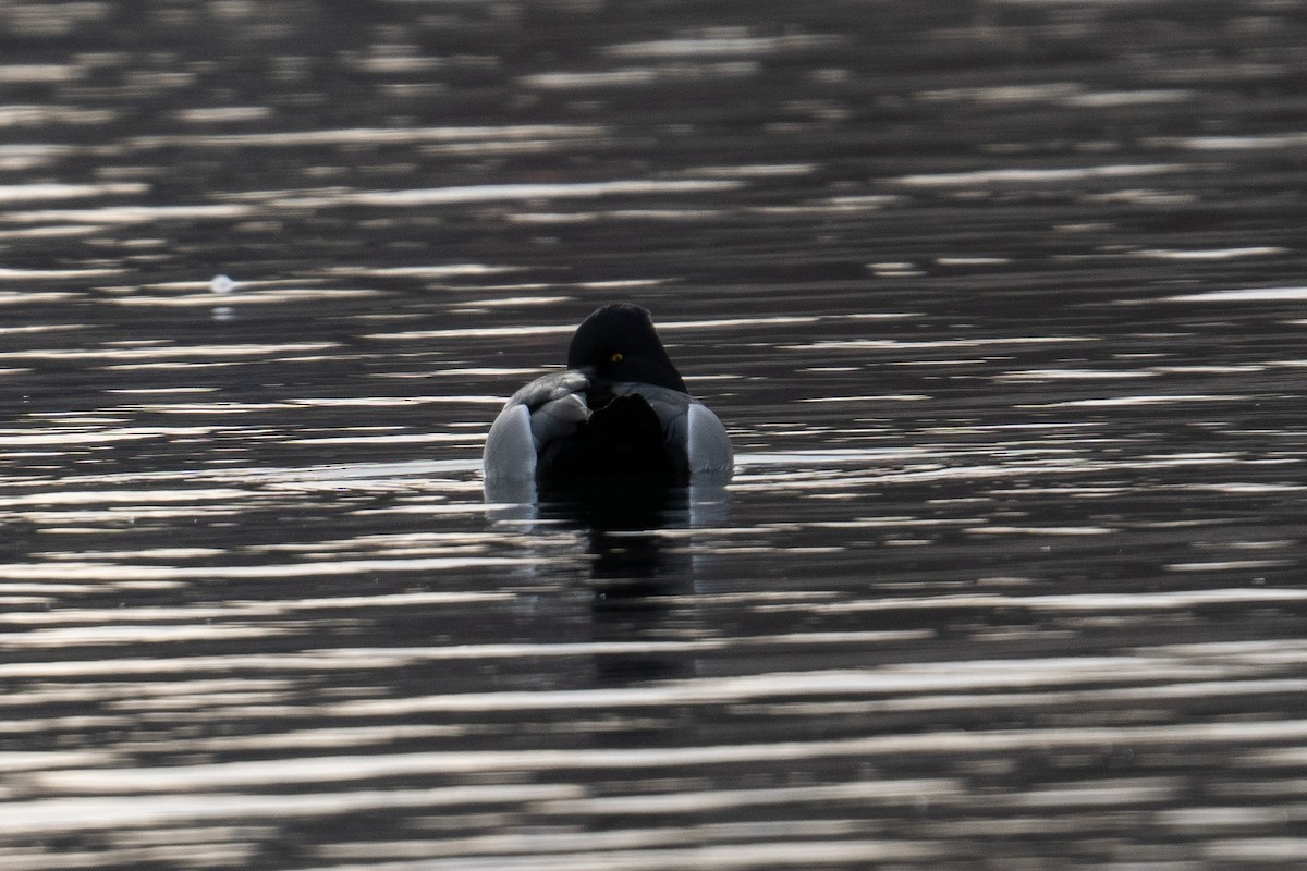 Ring-necked Duck - Mica Low