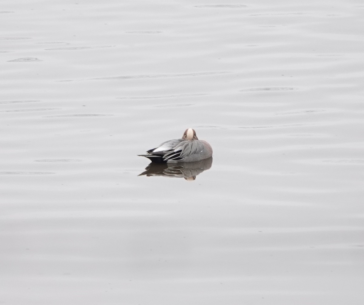 Eurasian Wigeon - ML615016575