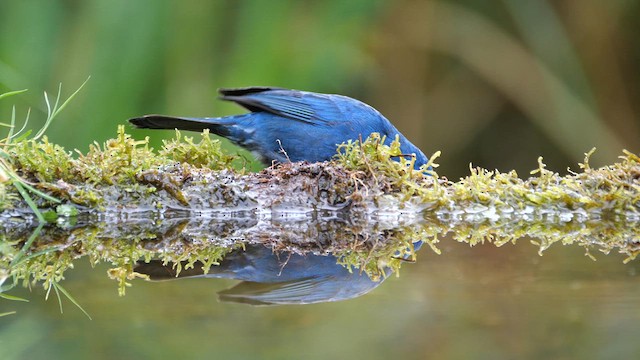 Masked Flowerpiercer - ML615016604