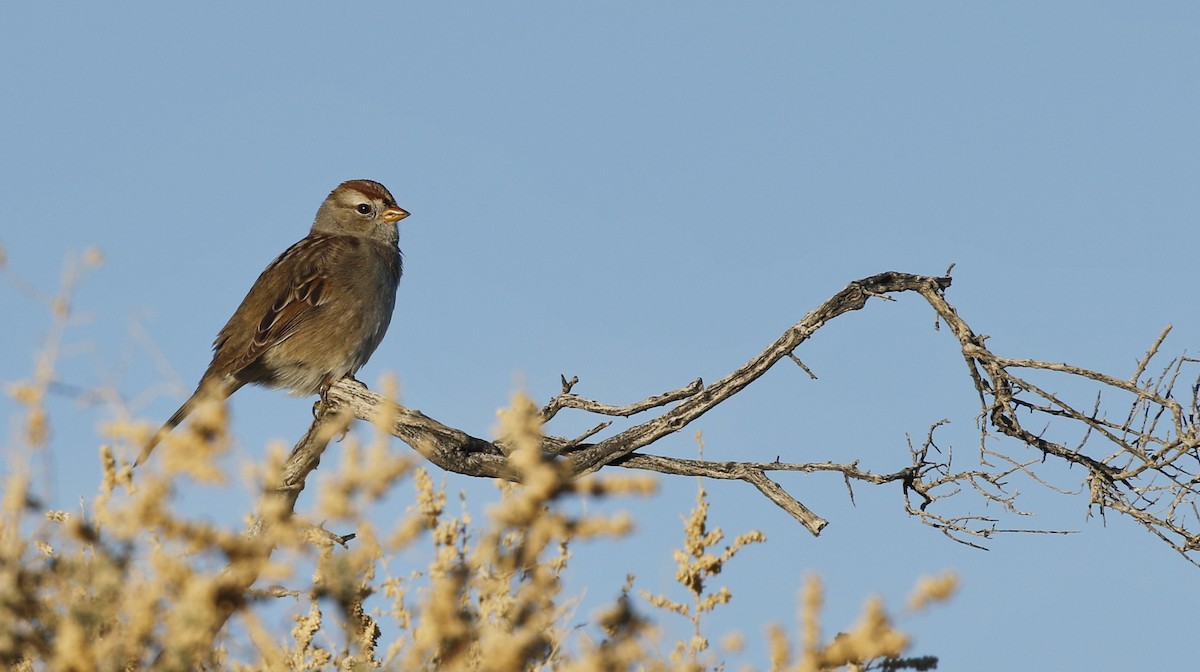 White-crowned Sparrow - ML615016611