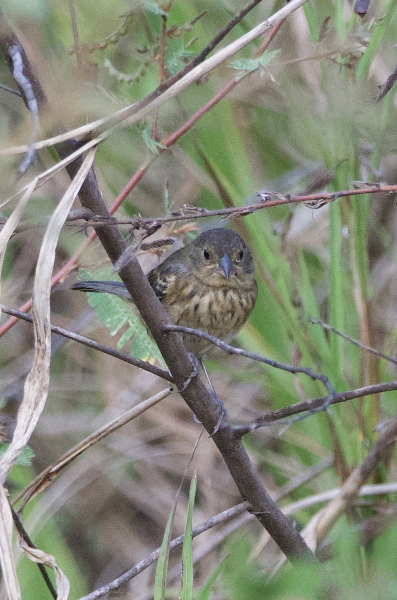 Blue-black Grassquit - Tim Ray