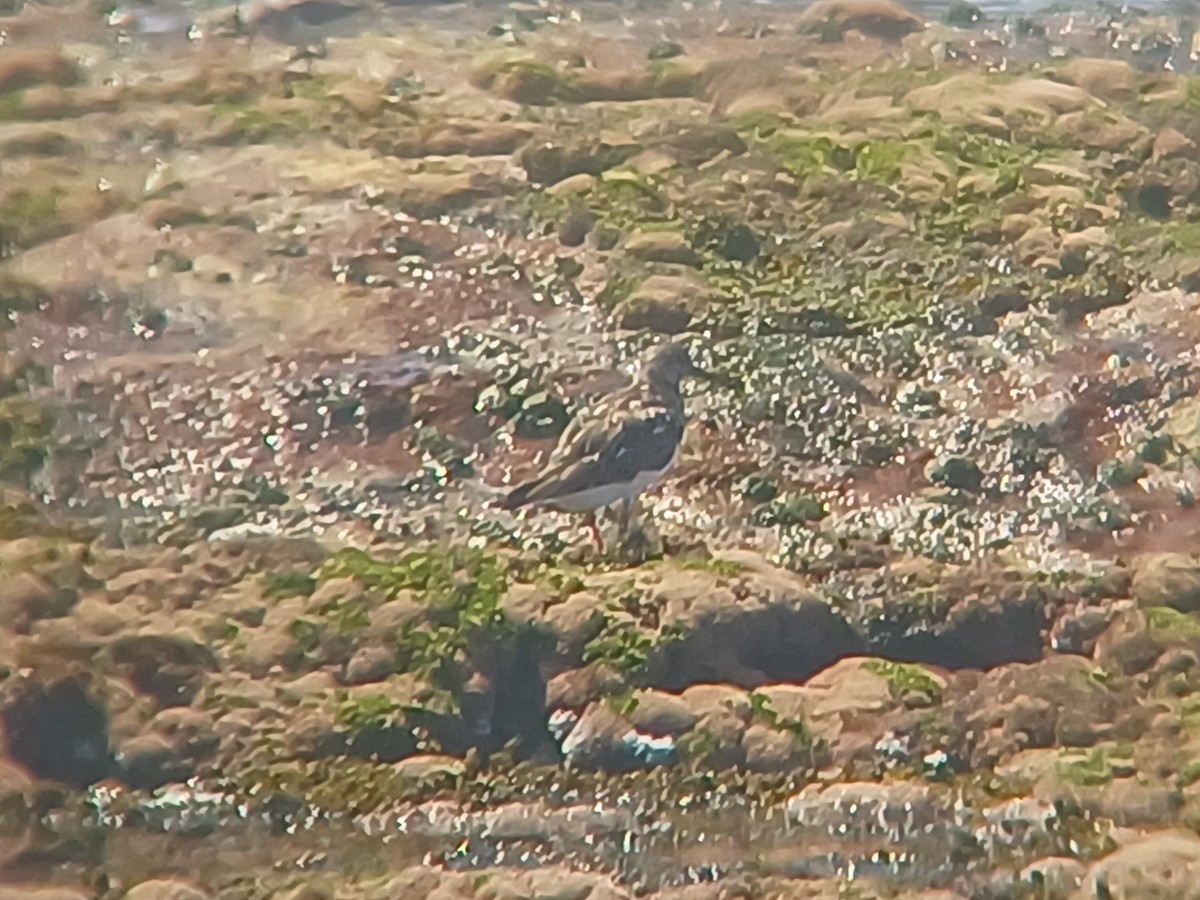 Ruddy Turnstone - ML615016692