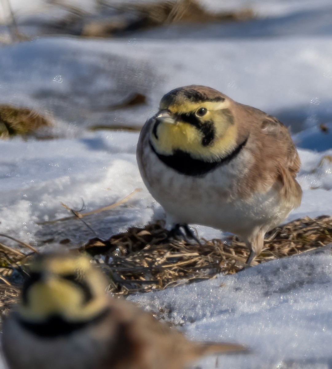 Horned Lark - ML615016771