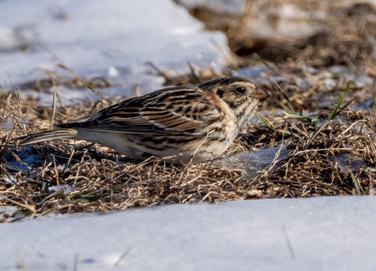 Lapland Longspur - Anthony Schmitt