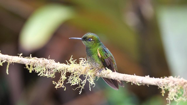 Buff-tailed Coronet - ML615016806