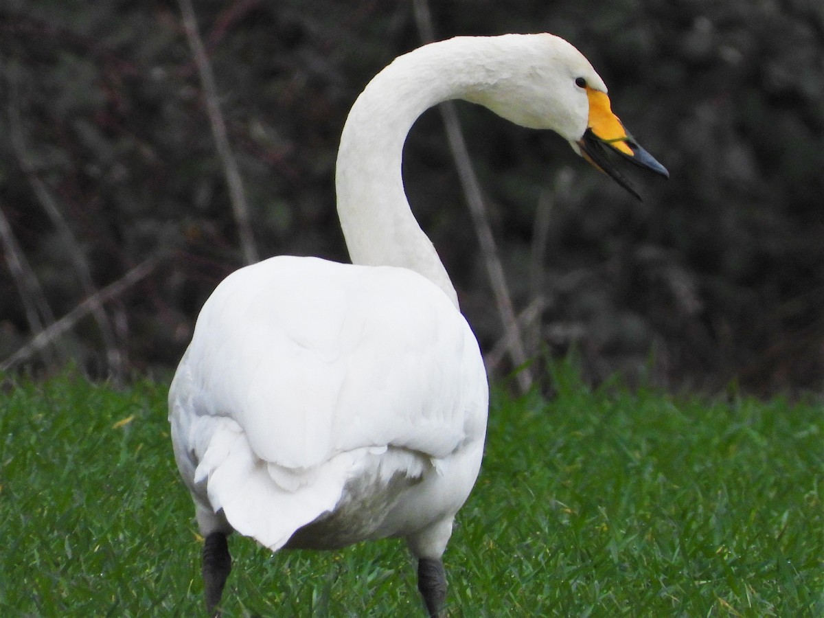 Whooper Swan - ML615016828