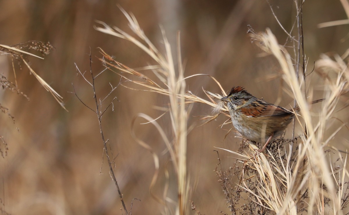 Swamp Sparrow - ML615016831
