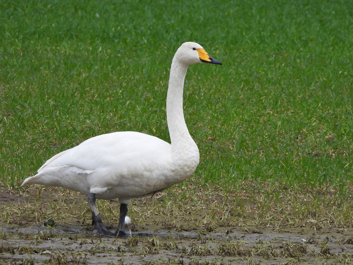Whooper Swan - ML615016854