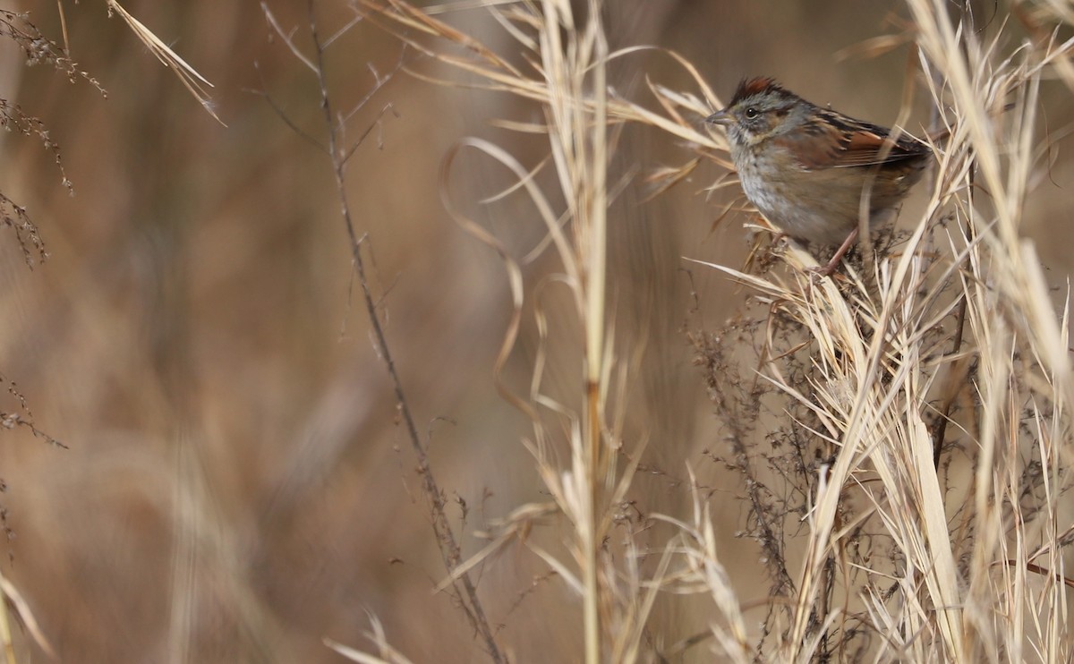 Swamp Sparrow - ML615016873