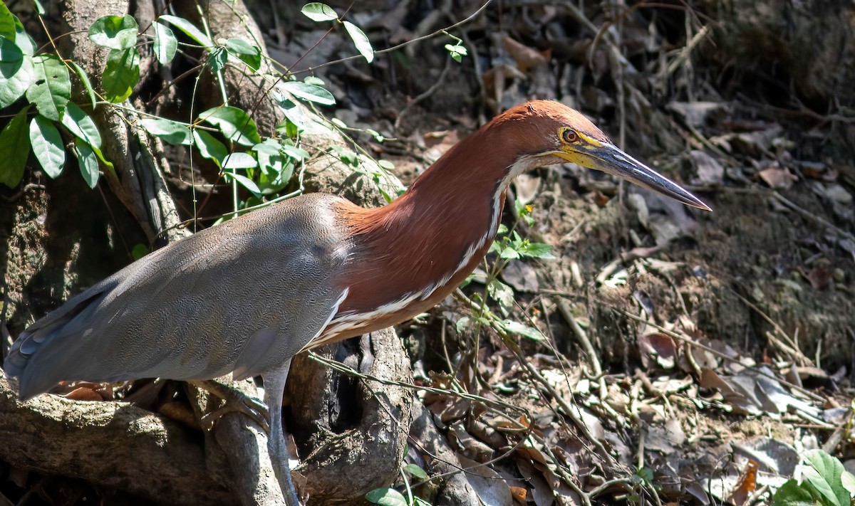 Rufescent Tiger-Heron - ML615016874