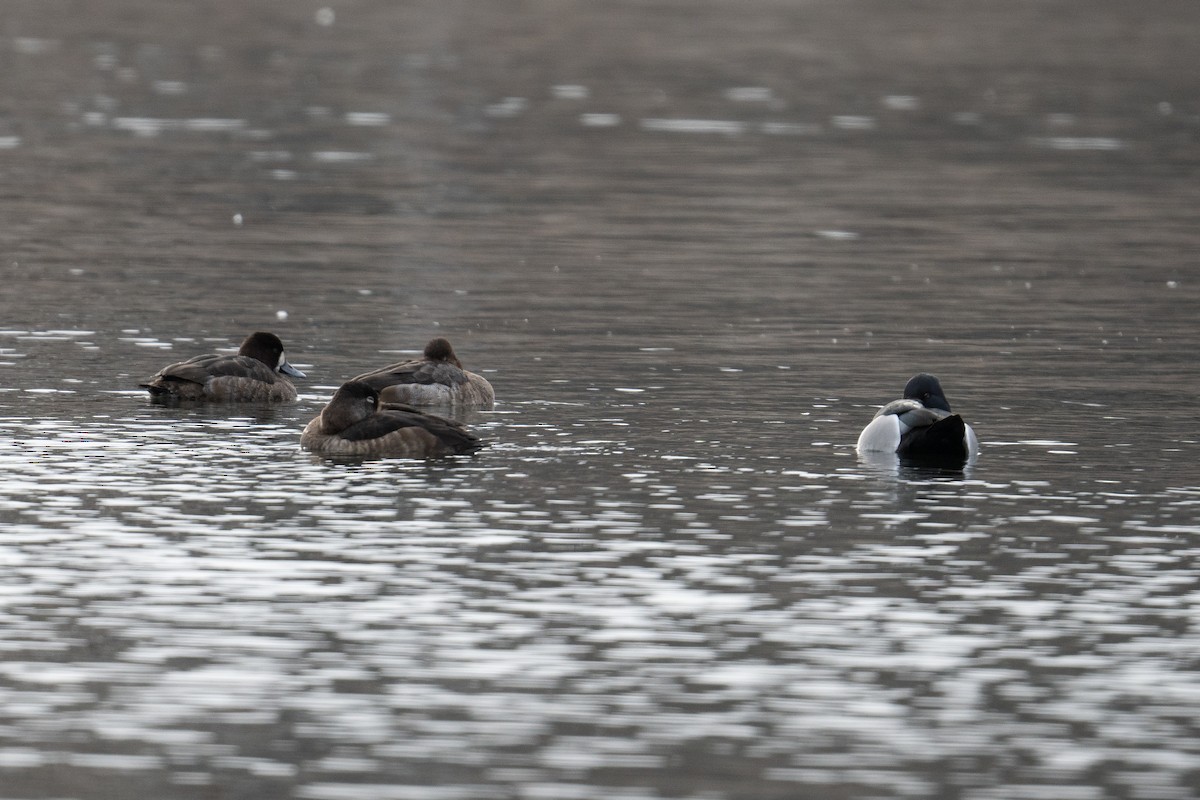 Greater/Lesser Scaup - ML615016891