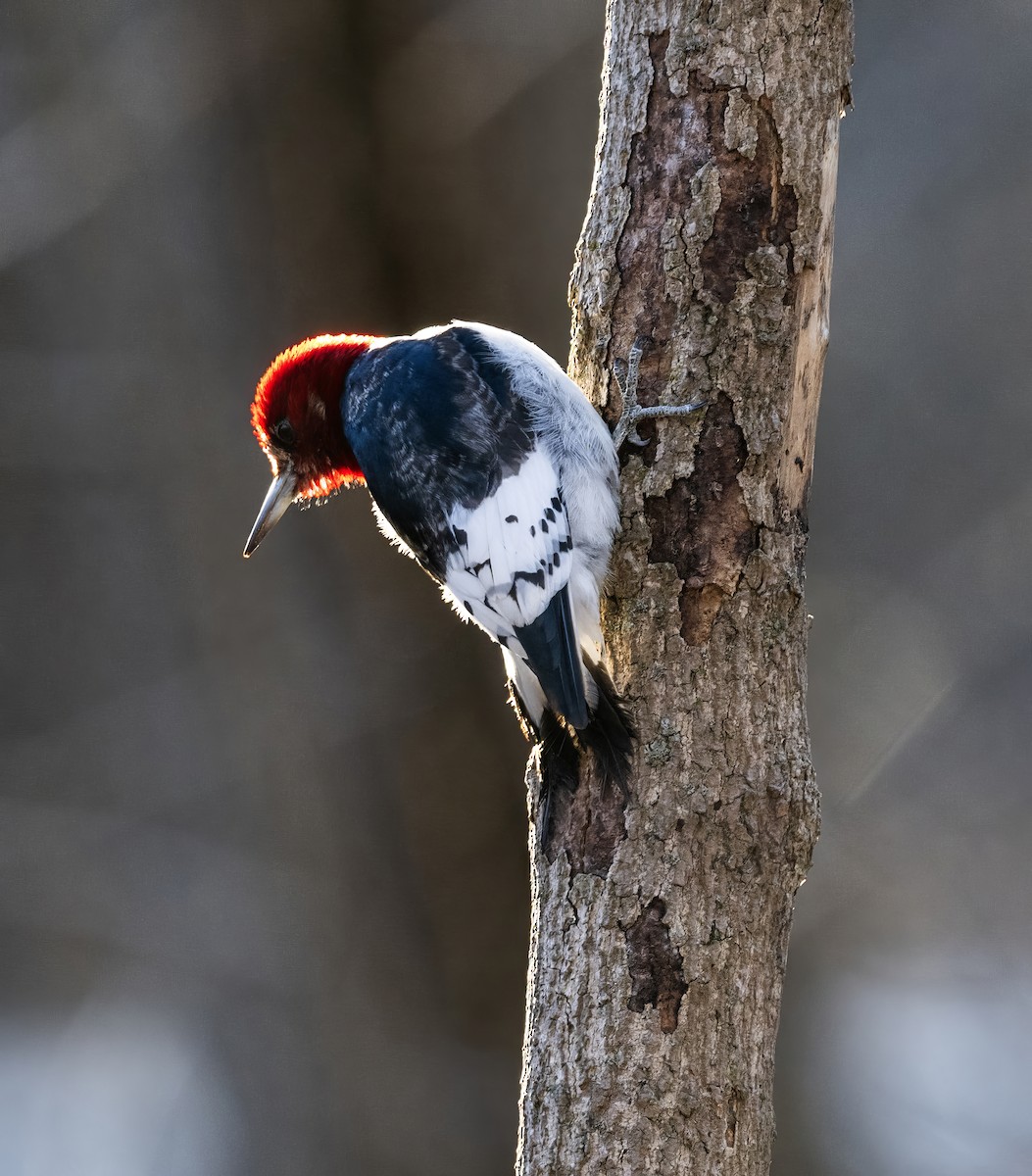 Red-headed Woodpecker - ML615016916