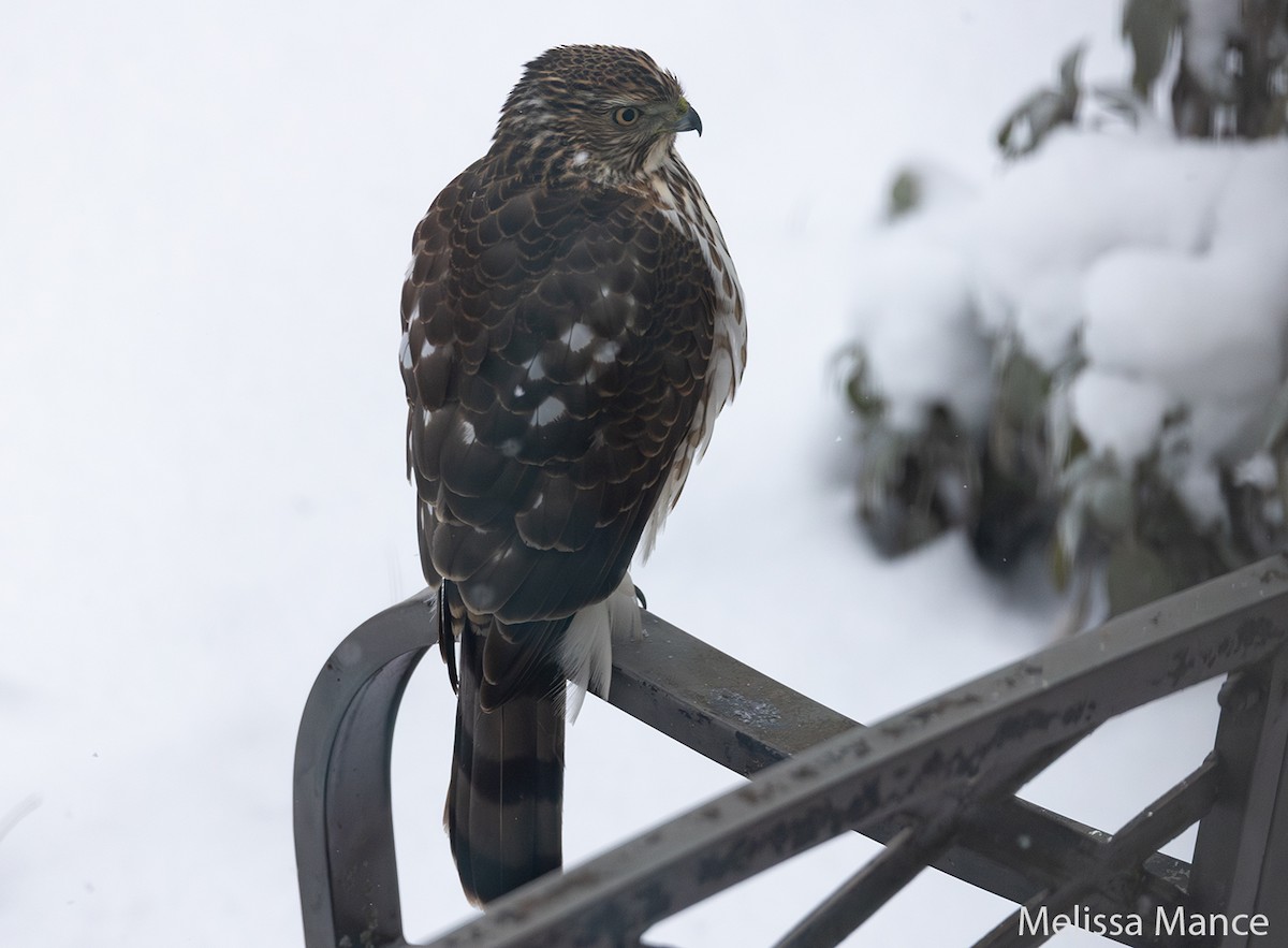 Cooper's Hawk - ML615017060