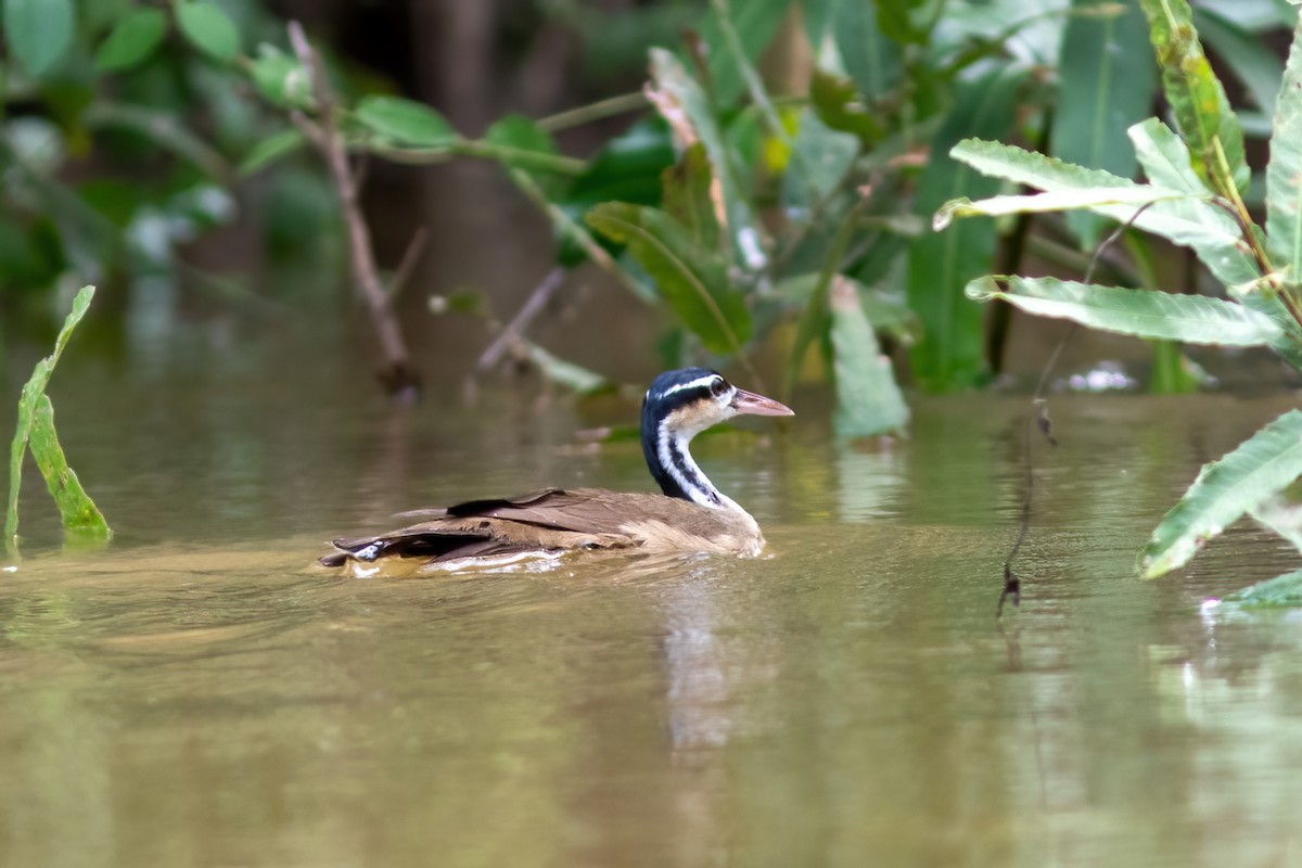 Sungrebe - ML615017080