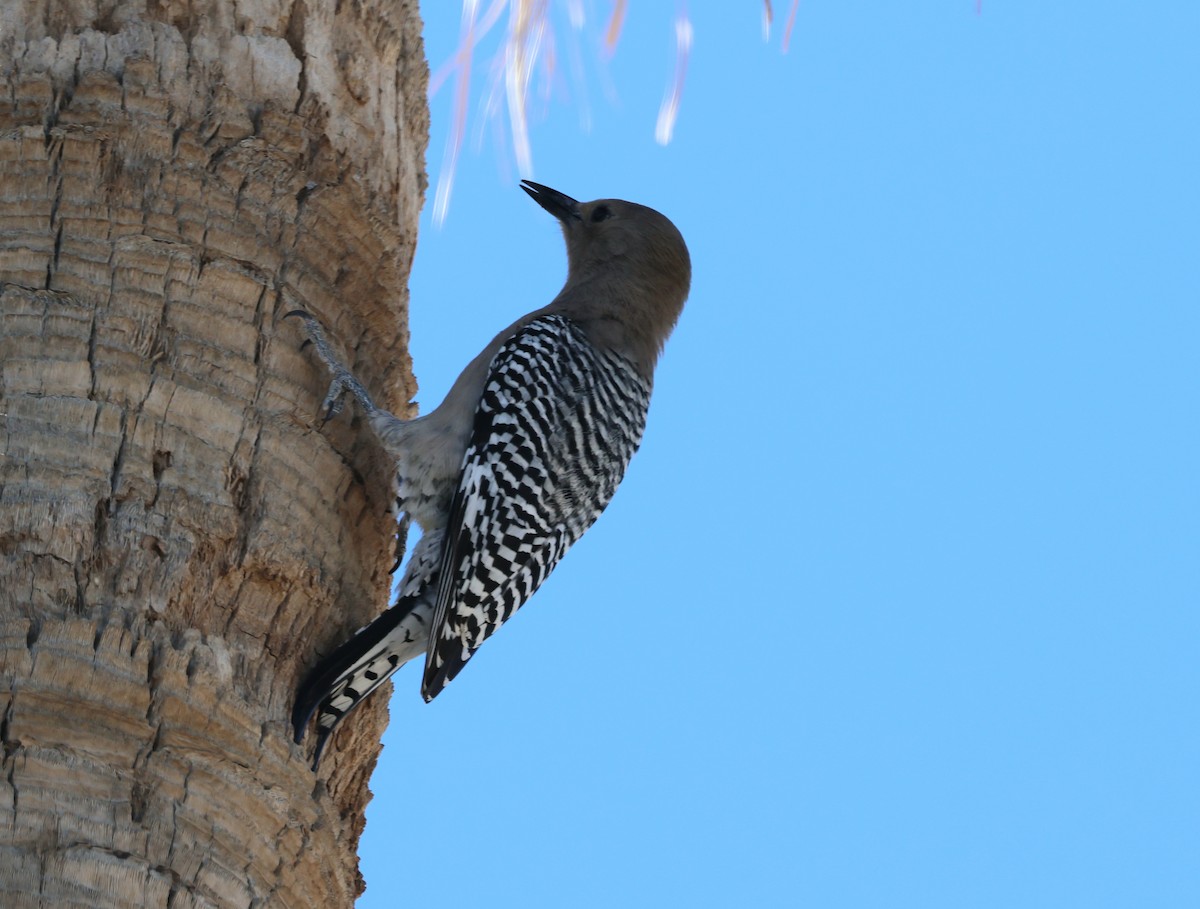 Gila Woodpecker - ML615017162