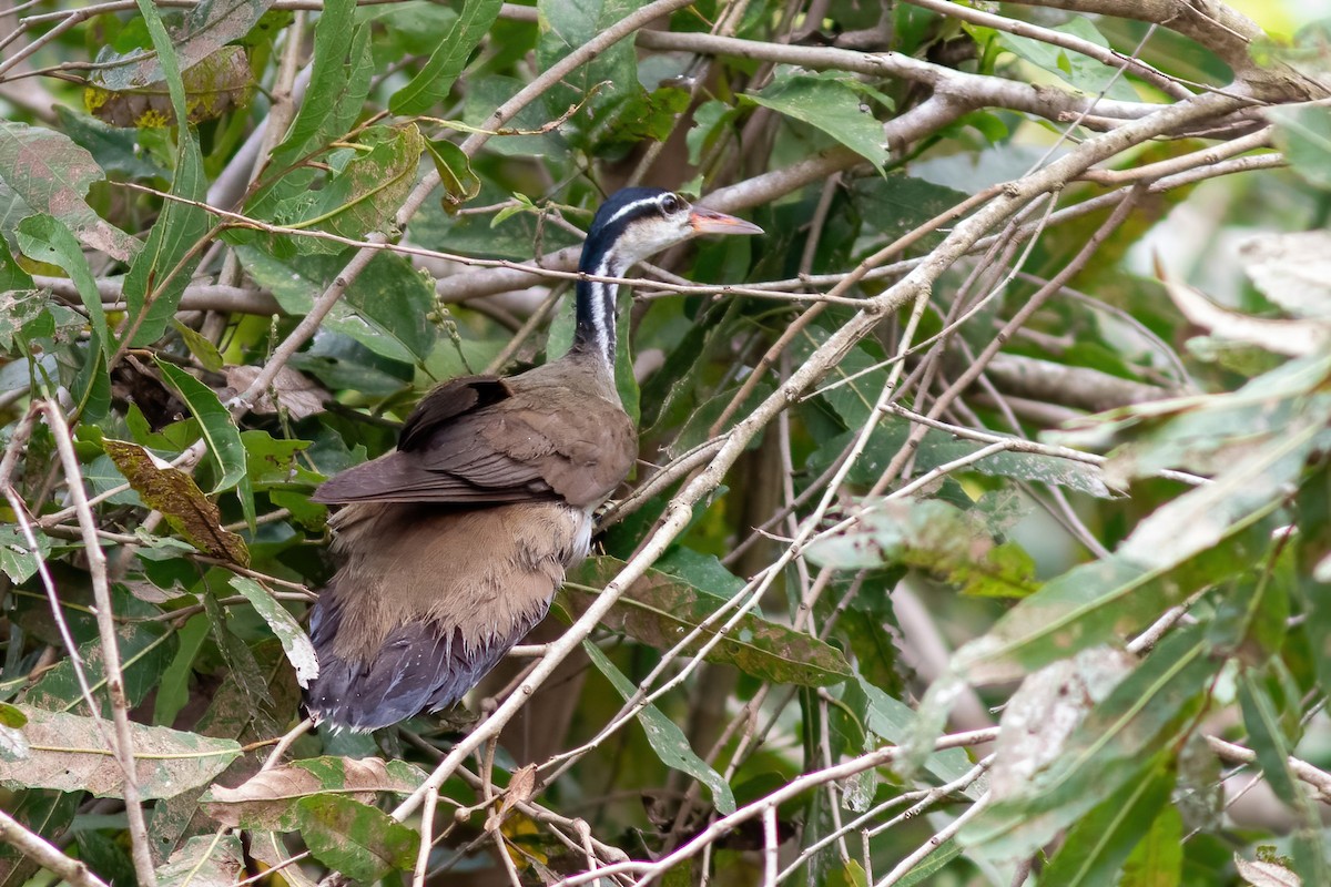 Sungrebe - ML615017189