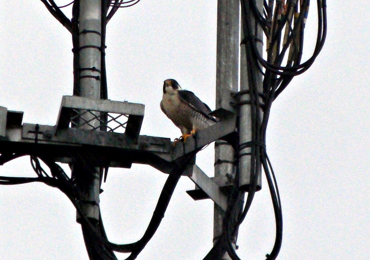 Peregrine Falcon - ML615017192