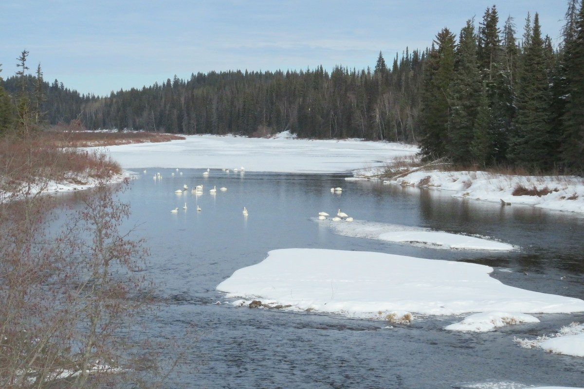 Trumpeter Swan - ML615017244