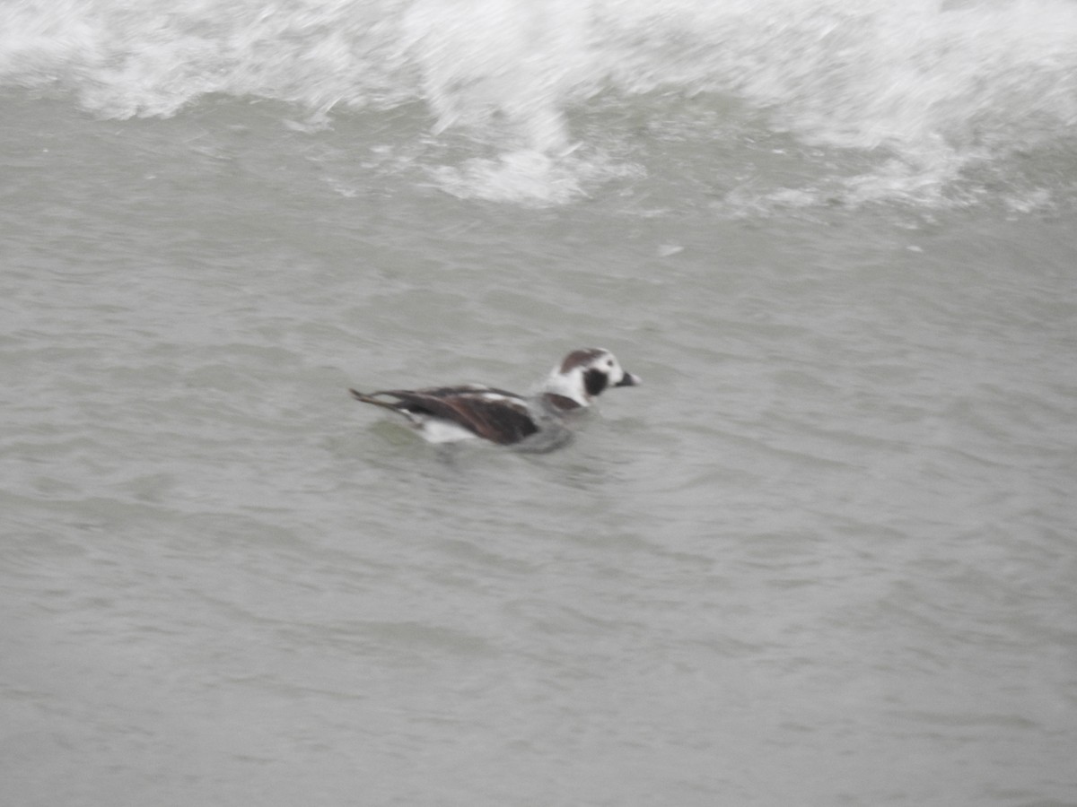 Long-tailed Duck - ML615017312