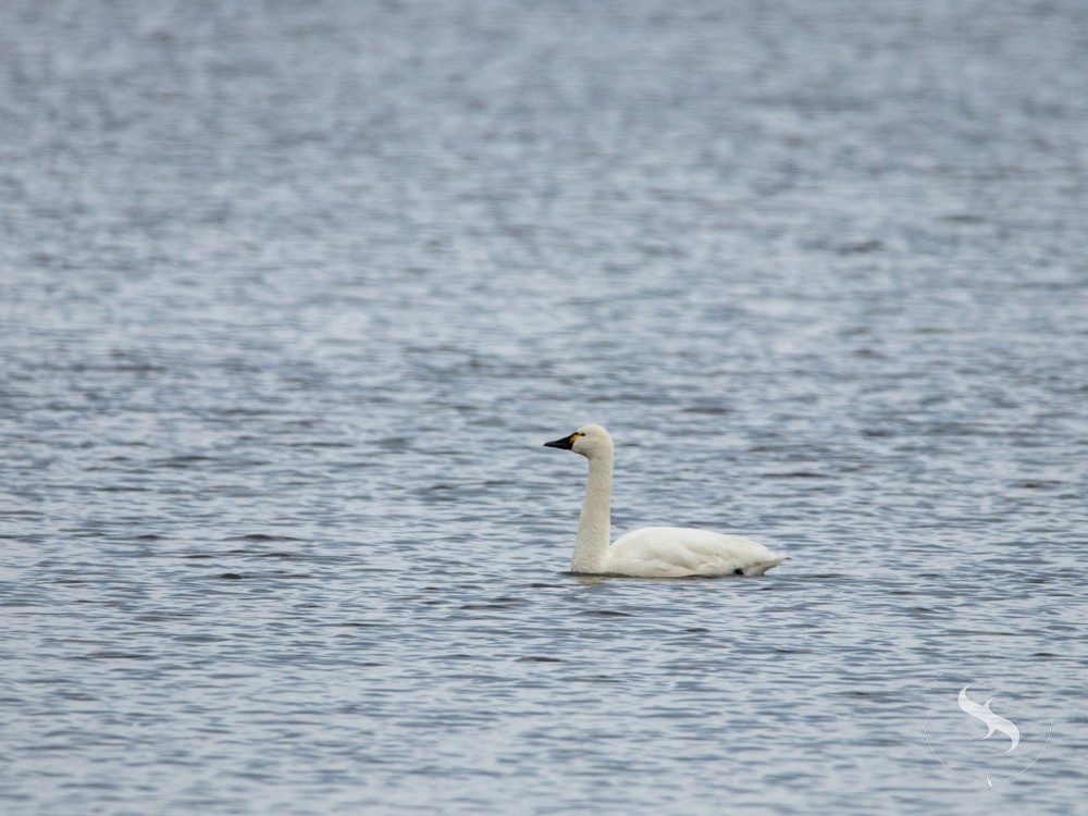 Tundra Swan - ML615017323