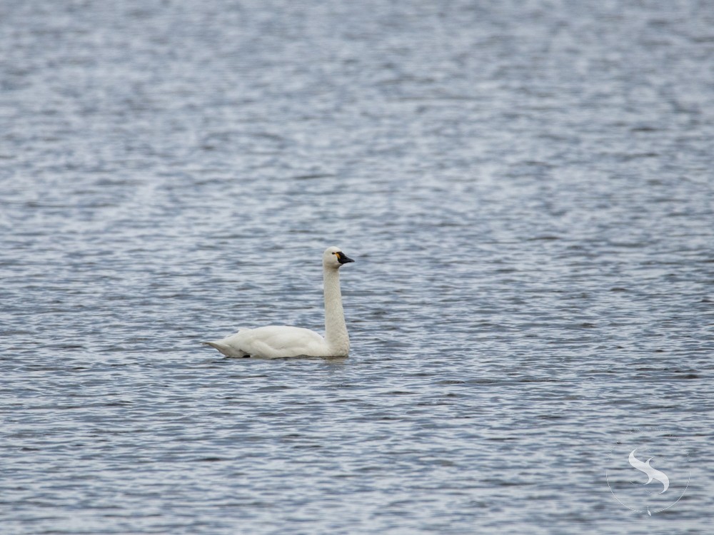 Tundra Swan - ML615017324