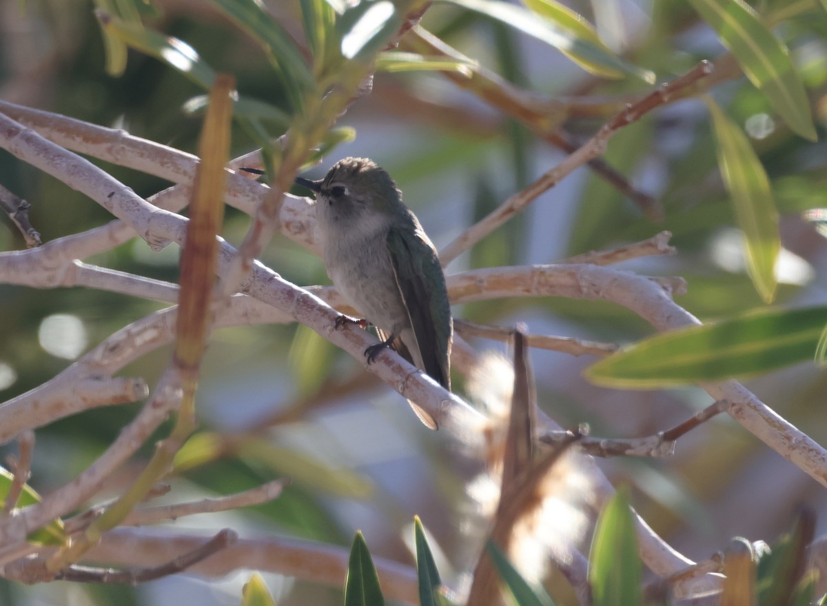 Costa's Hummingbird - ML615017345