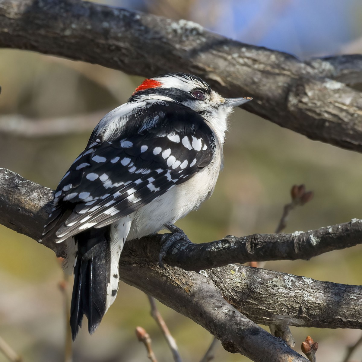 Downy Woodpecker - ML615017364