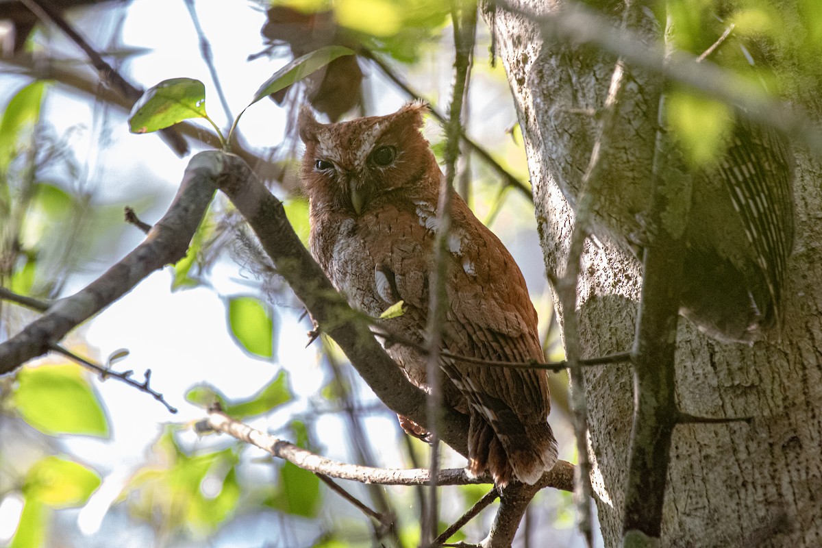 Middle American Screech-Owl (Middle American) - Anne Heyerly