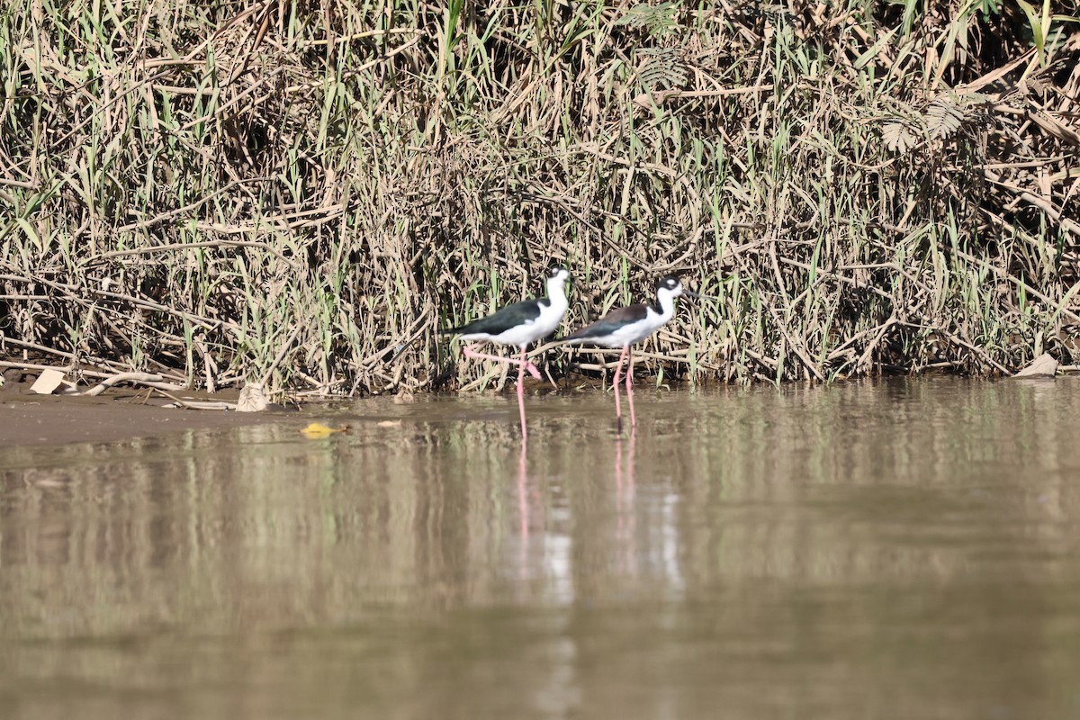 Cigüeñuela Cuellinegra - ML615017401