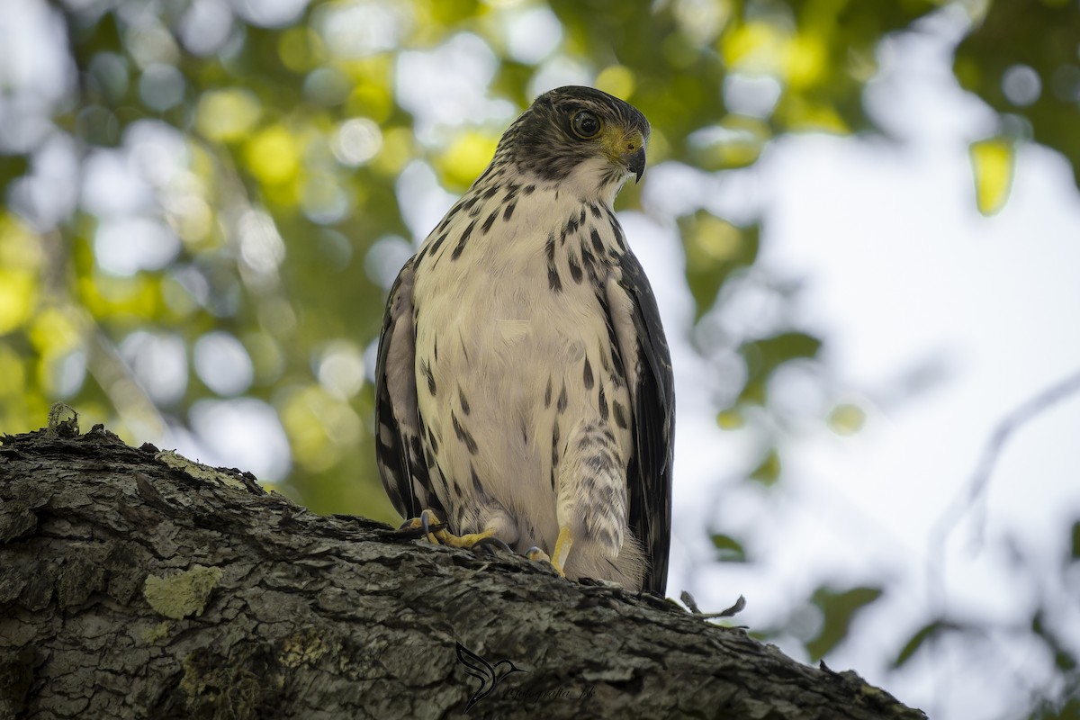 Chilean Hawk - ML615017568