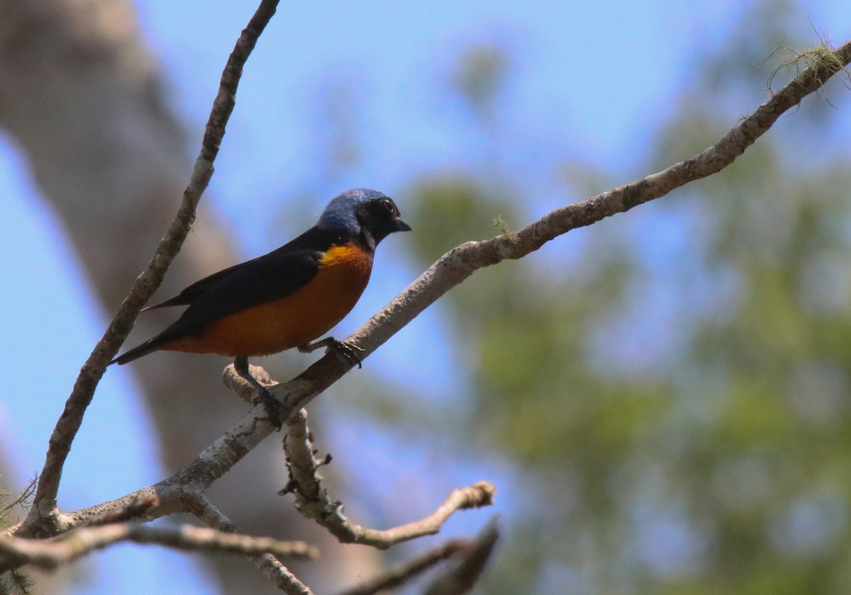 Elegant Euphonia - Anne Heyerly