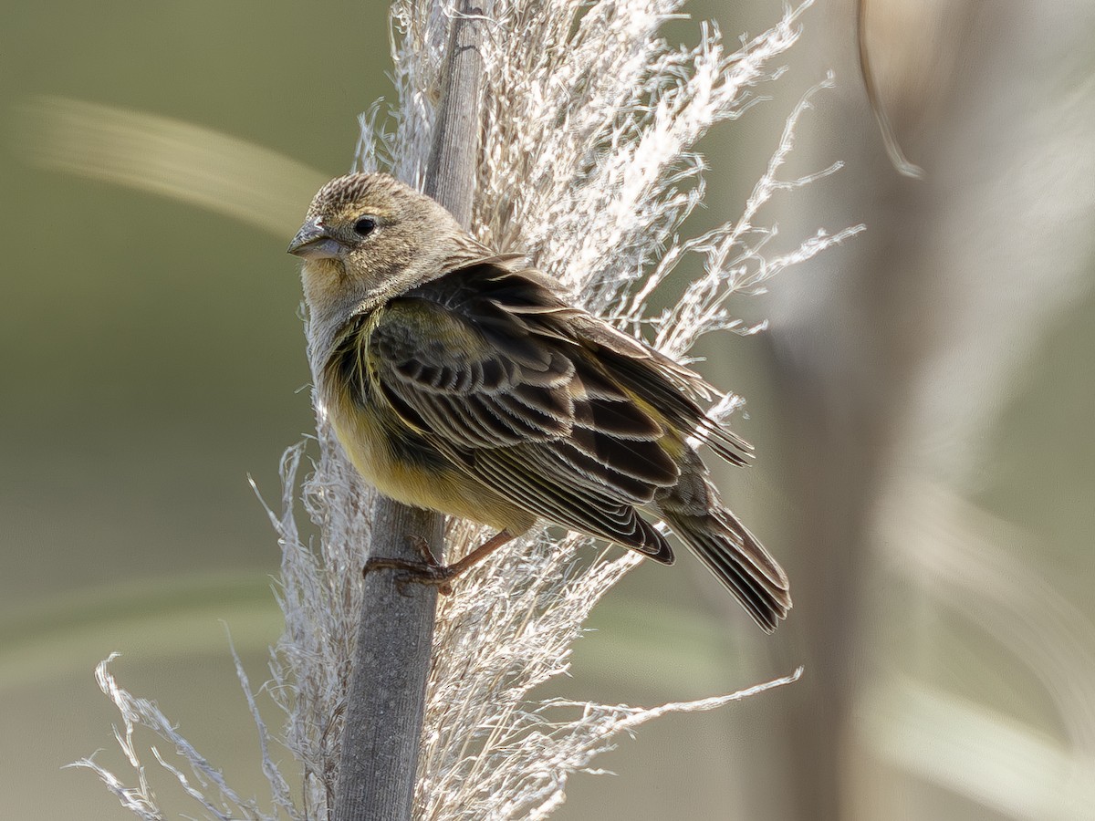 Grassland Yellow-Finch (Grassland) - Peter Kondrashov