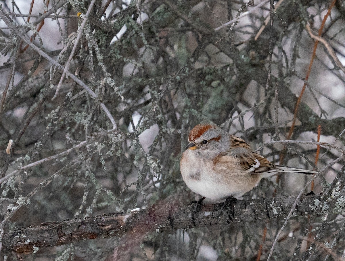 American Tree Sparrow - ML615017633
