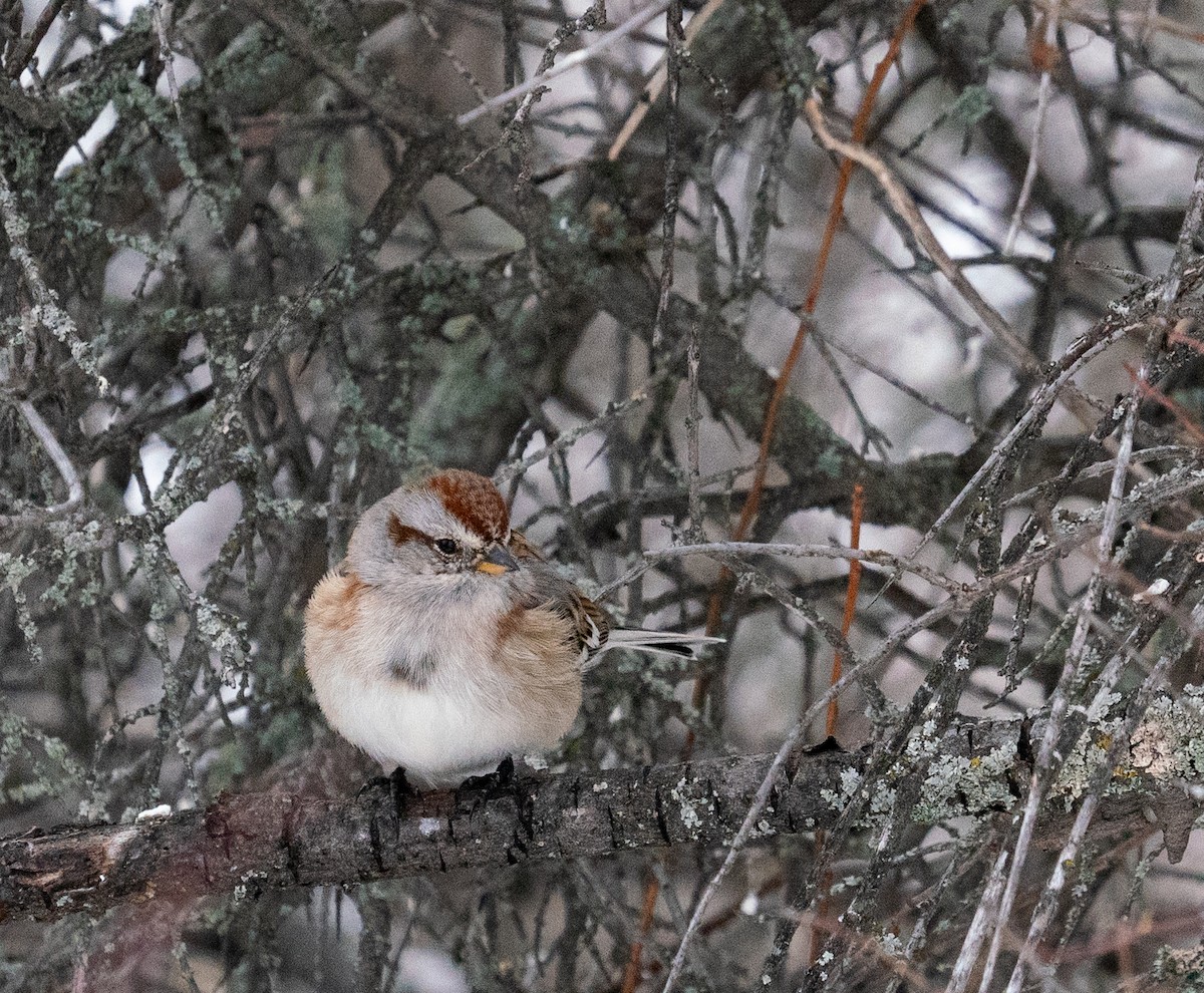 American Tree Sparrow - ML615017634