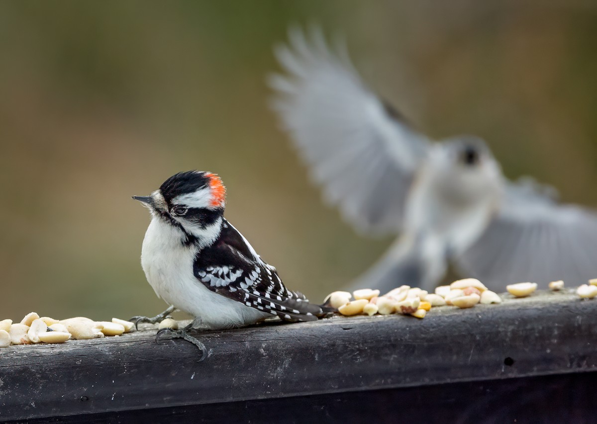 Downy Woodpecker - ML615017717