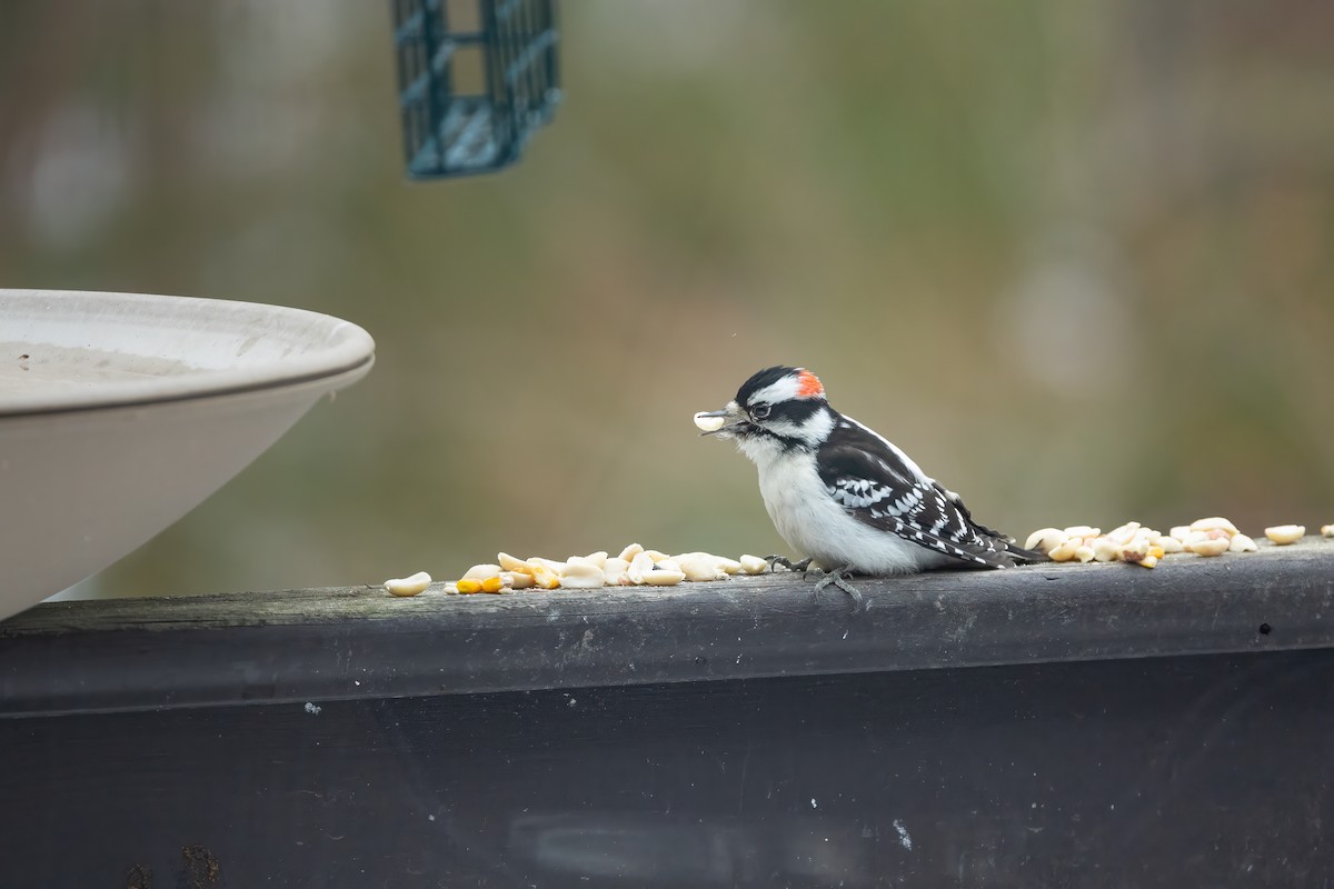 Downy Woodpecker - ML615017719