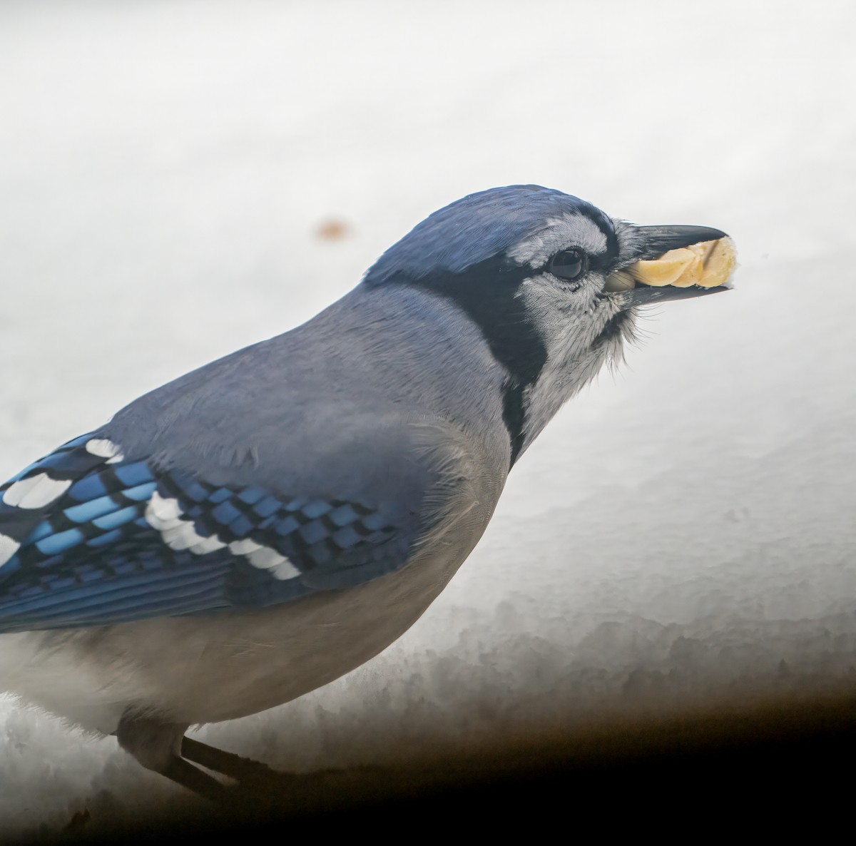 Blue Jay - ML615017753