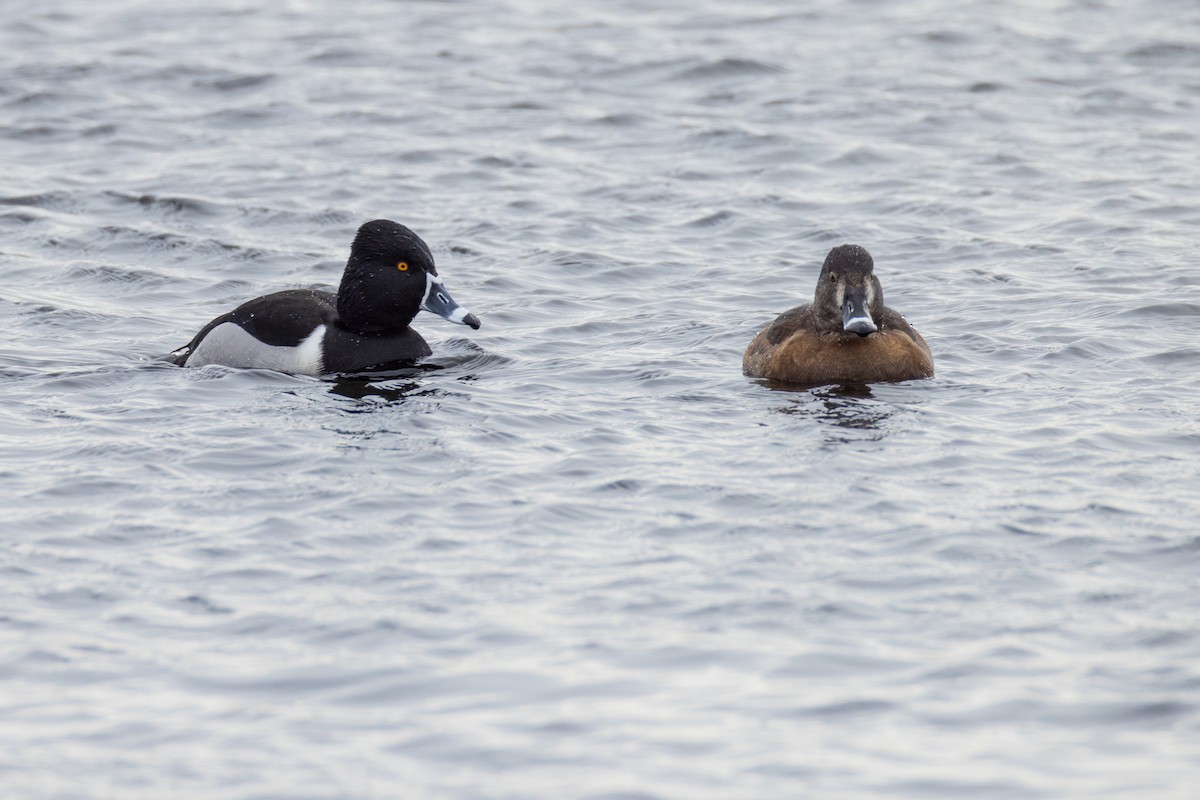 Ring-necked Duck - ML615017813