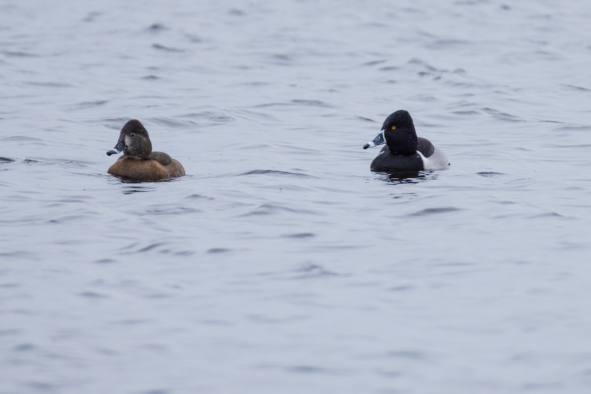 Ring-necked Duck - ML615017814