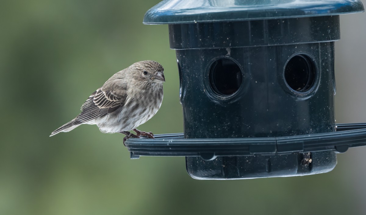 House Finch - ML615017824