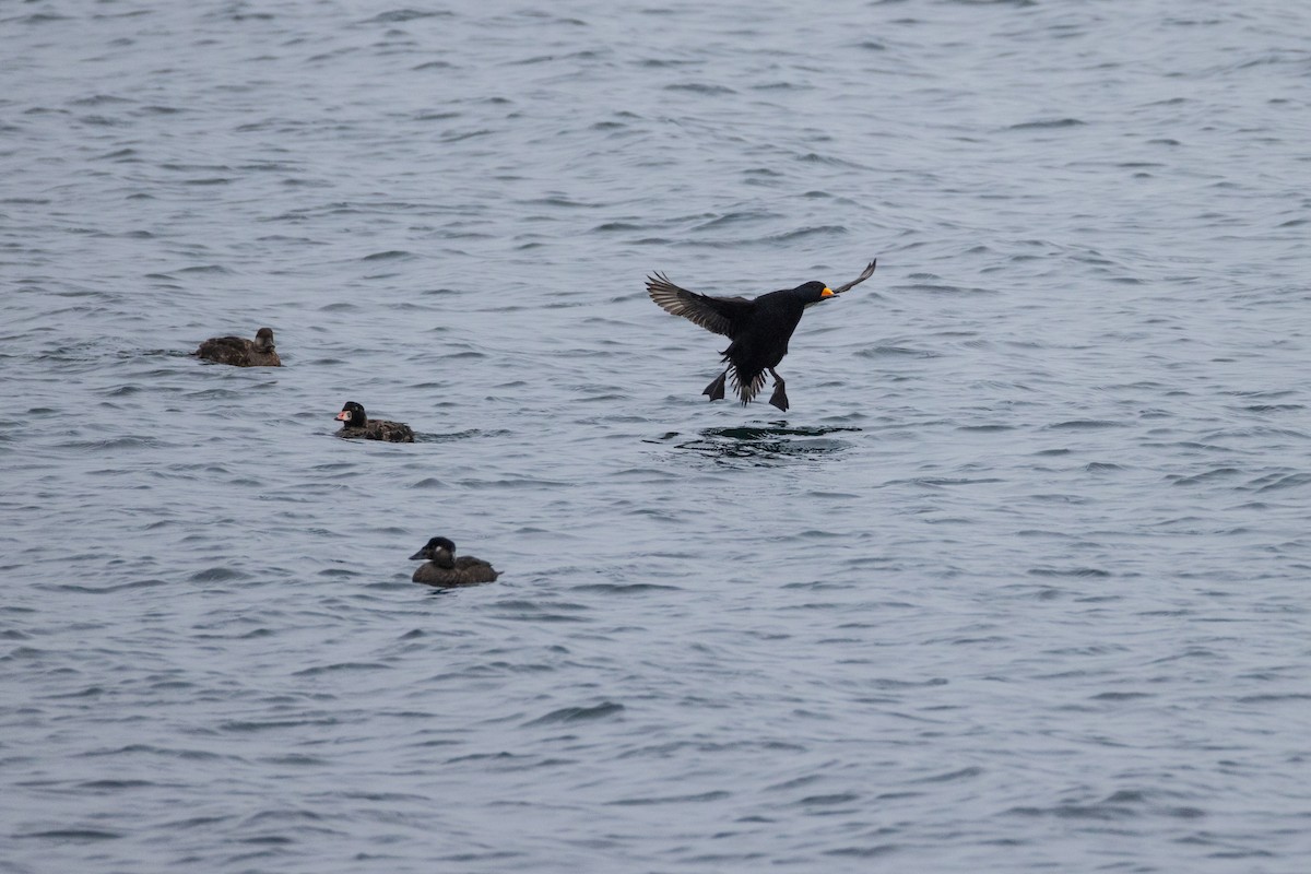 Black Scoter - ML615017856