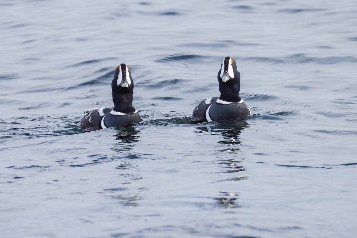 Harlequin Duck - ML615017879