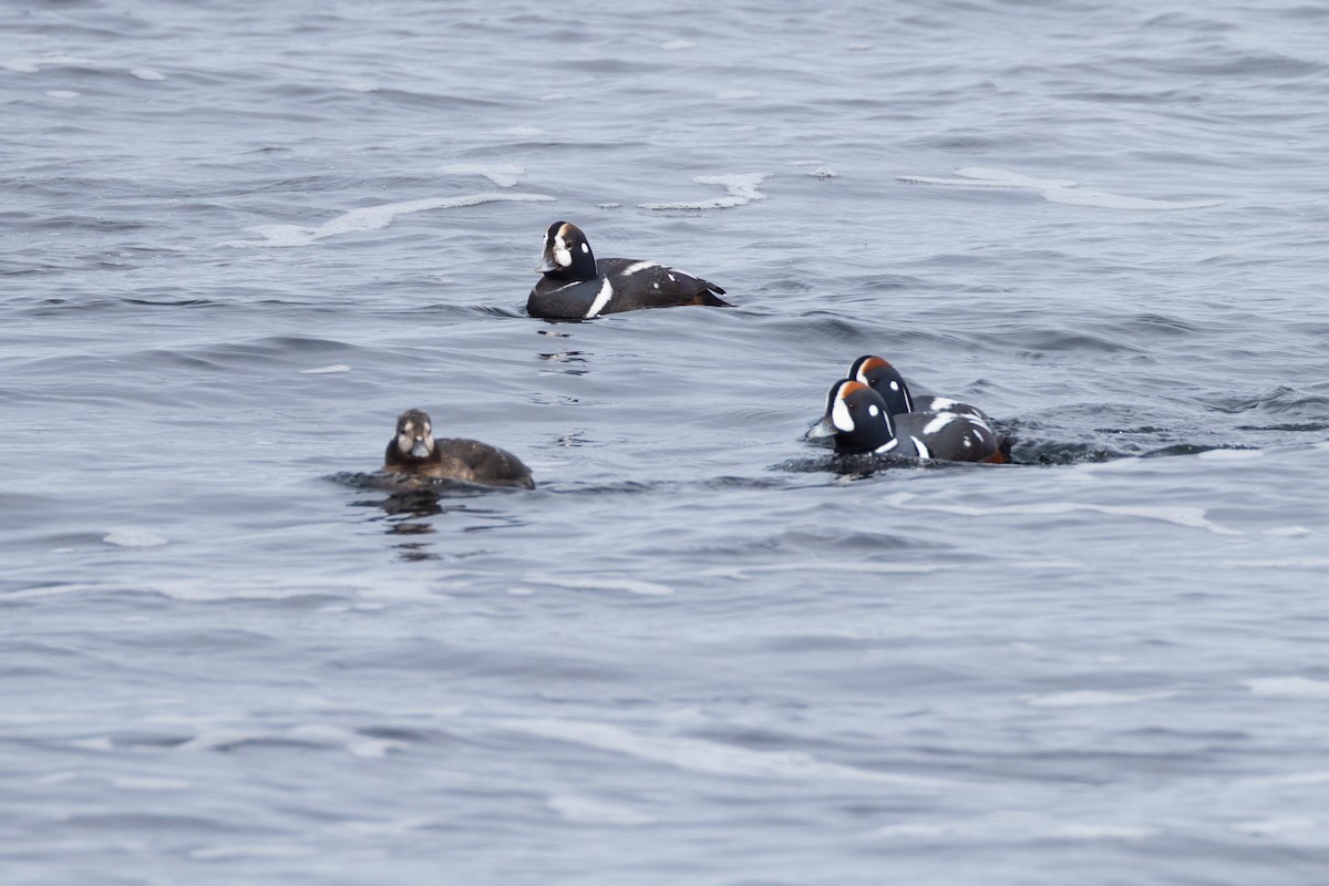 Harlequin Duck - ML615017880