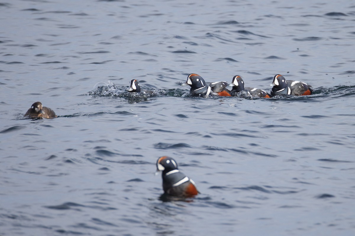 Harlequin Duck - ML615017883